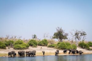 Chobe River Cruise